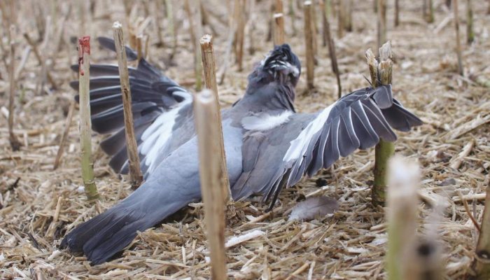 Perfect test - Airgun Hunter - image {image:count}