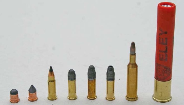 Pest Control Special - image {image:count}