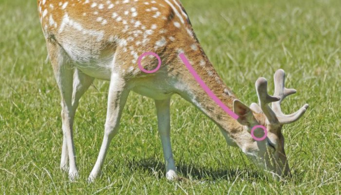 Shot Placement on Deer - image {image:count}