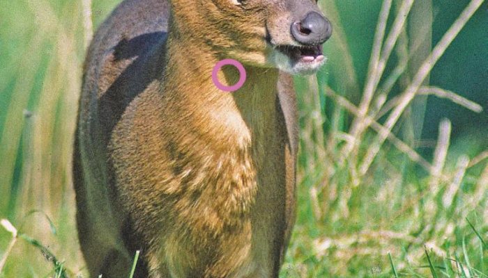 Shot Placement on Deer - image {image:count}