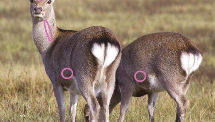 Shot Placement on Deer - image {image:count}