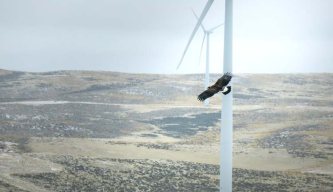 Eagle turbine death prompts bizarre attack on shooting by antis