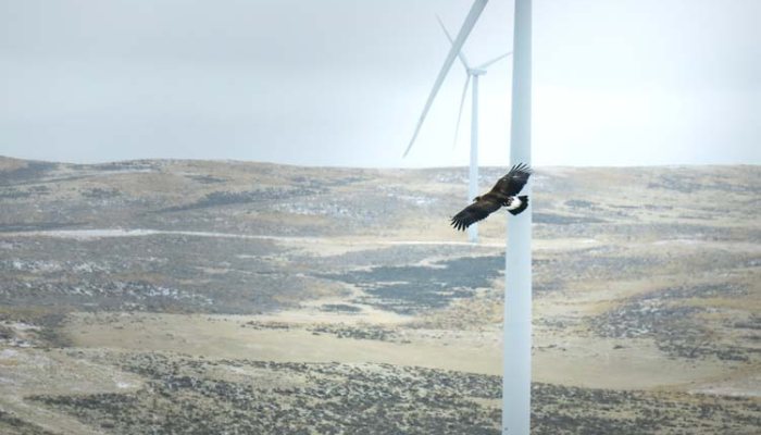 Eagle turbine death prompts bizarre attack on shooting by antis - image {image:count}