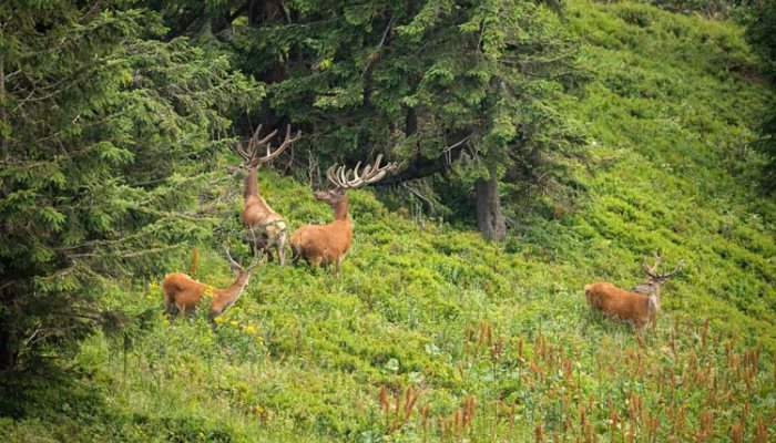 Public safety concerns over copper bullet use - image {image:count}