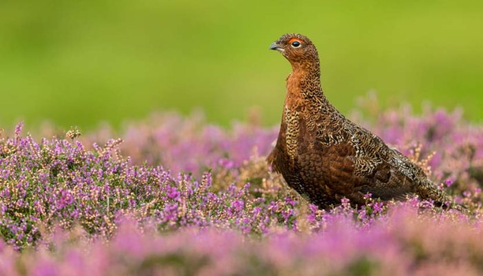 Grouse shooting branded as “economically insignificant” in latest attempts to have it banned - image {image:count}