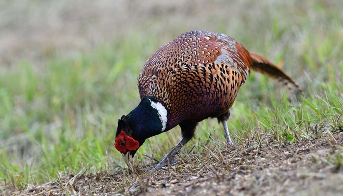 Game feed firm discovers ground-breaking new ingredient - image {image:count}