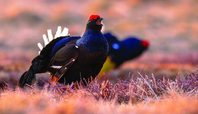 Black grouse back on moors after almost 200 years