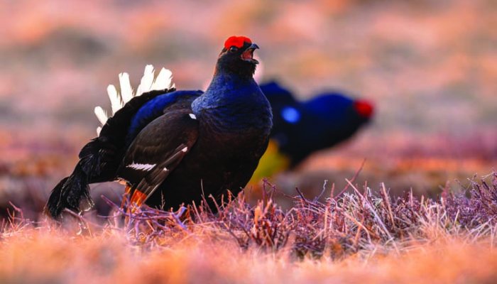 Black grouse back on moors after almost 200 years - image {image:count}