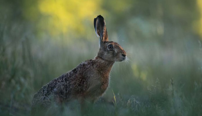RSPCA show support for proposed anti-countryside wildlife bill
