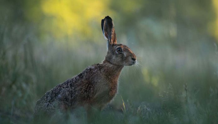 RSPCA show support for proposed anti-countryside wildlife bill - image {image:count}
