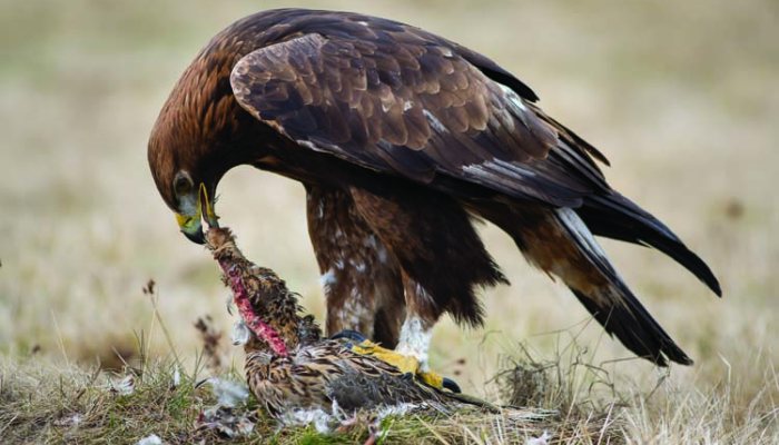 Pheasant shooting shown to aid recovery of Danish eagles - image {image:count}