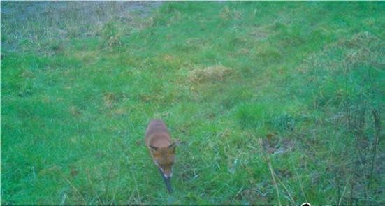 SpyPoint Link Micro trail camera - image {image:count}