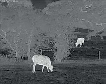 Thermtec Cyclops CP335 Thermal Monocular - image {image:count}