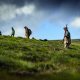 Walked-up grouse kit: seven essentials for the hill