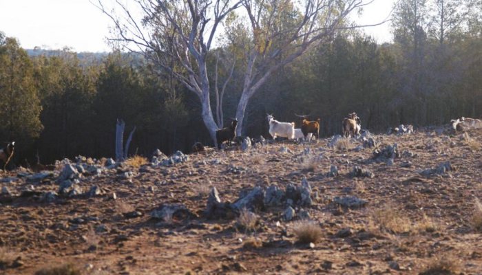 Winter Range - image {image:count}
