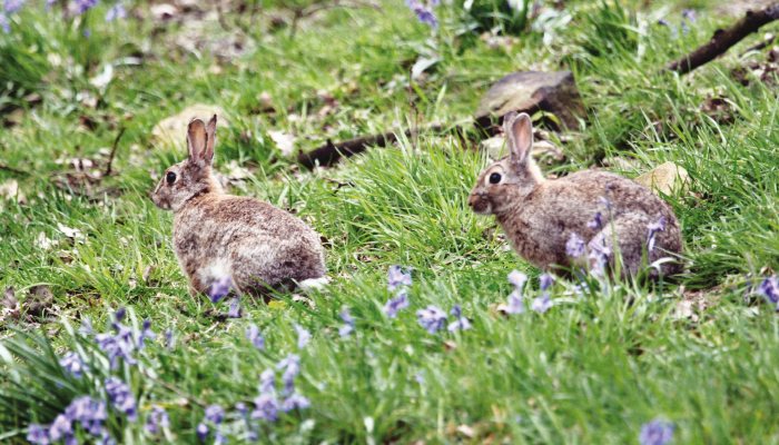 Airgun Hunter: Summer Rabbits - image {image:count}