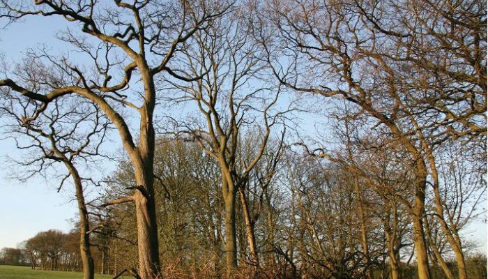 Airgun Hunter: Woodland Hunting - image {image:count}