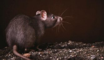 Airgun Hunter: Ratting