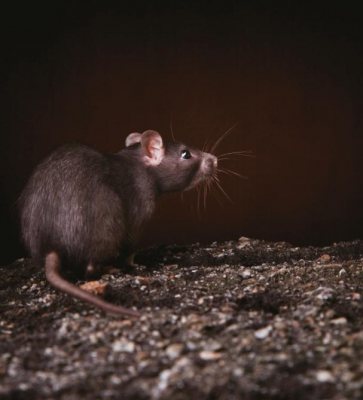 Airgun Hunter: Ratting - image {image:count}