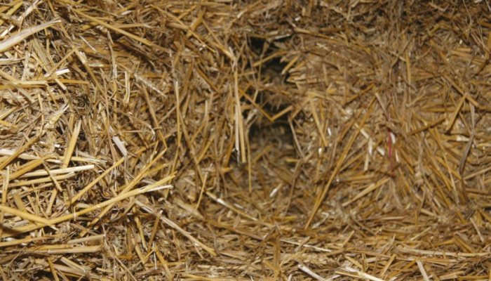 Airgun Hunter: Rat Shooting - image {image:count}