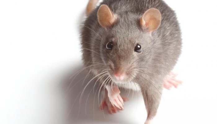 Airgun Hunter: Rat Shooting - image {image:count}