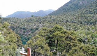 Hunting in New Zealand