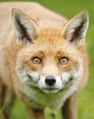 Pest Control Diary: The Art of Fox Control - image {image:count}