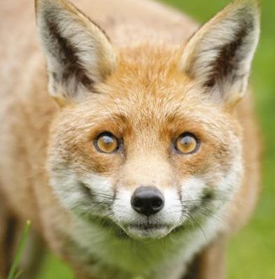 Pest Control Diary: The Art of Fox Control