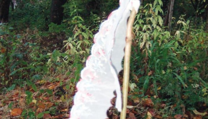 Pest Control Diary: The Five Week Battle - image {image:count}