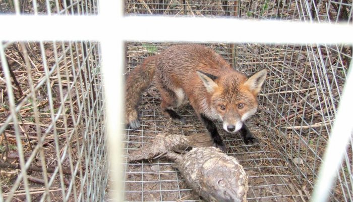 Pest Control Diary: Getting to Grip with Mink - image {image:count}
