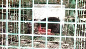 Pest Control Diary: Getting to Grip with Mink