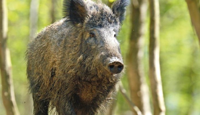Pest Control Diary: Preparing for the Boar