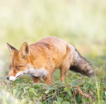 Pest Control Diary: Protecting the Lambs - image {image:count}