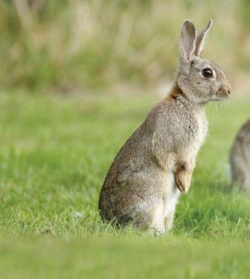 Pest Control Diary: Rabbit Riot - image {image:count}