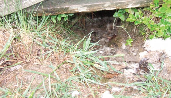 Pest Control Diary: Rabbit Riot - image {image:count}