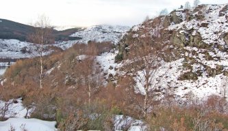 Pest Control Diary: Deer Recovery