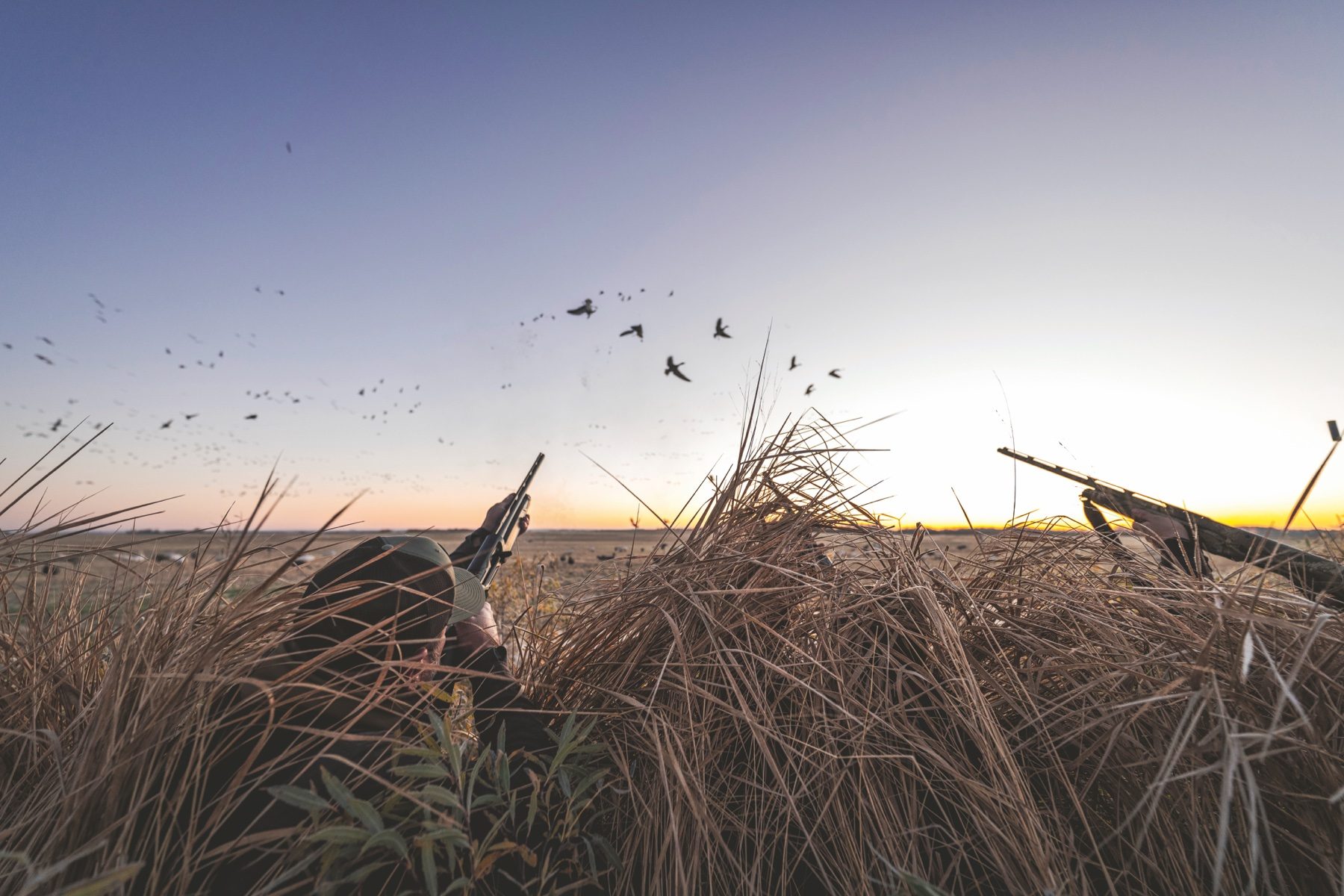 Wildfowlers in a foreshore hide at sunrise as duck flight overhead