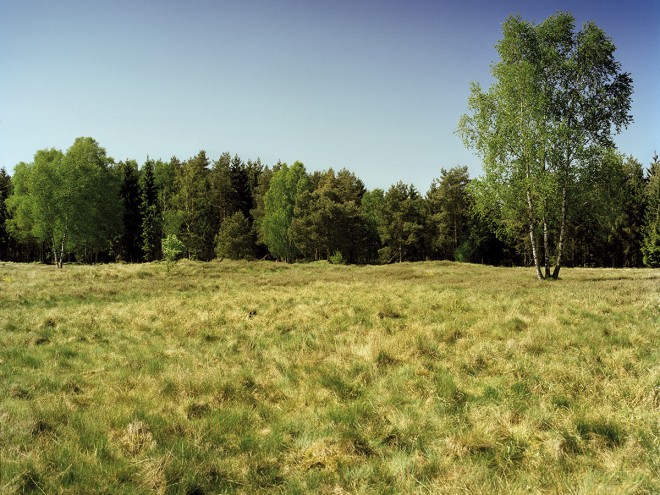 A lovely grassey field should be safe......
