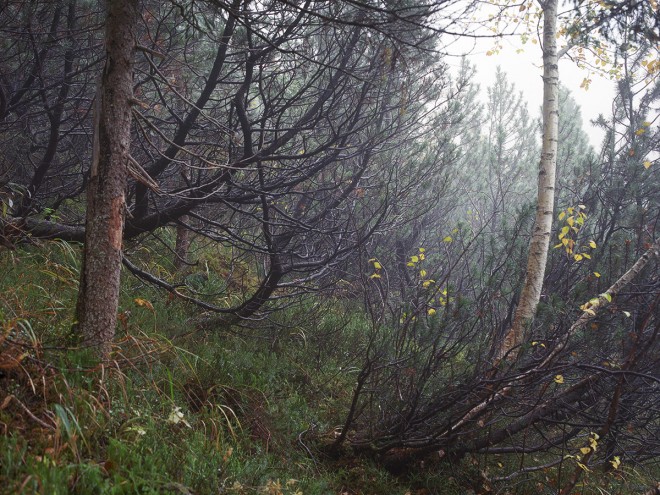 I am getting paranoid about woods, check carefully!