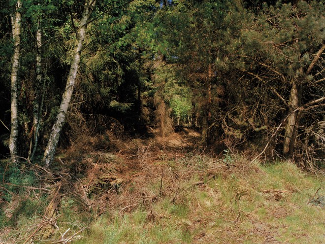 I may never venture into the woods again